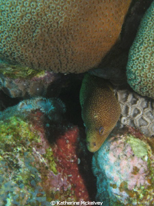 This photo of an eel was taken on Curacao on a boat dive.... by Katherine Mckelvey 